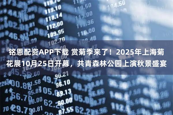 铭恩配资APP下载 赏菊季来了！2025年上海菊花展10月25日开幕，共青森林公园上演秋景盛宴